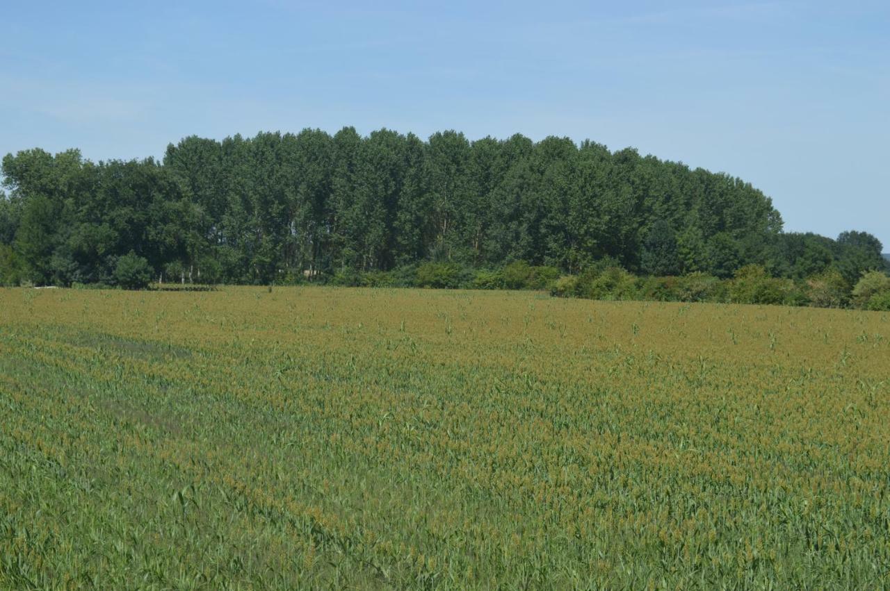 Gite Dans Le Vignoble De Bourgueil Le Port Boulet Exterior photo